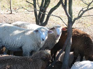 Ram lambs in the shade