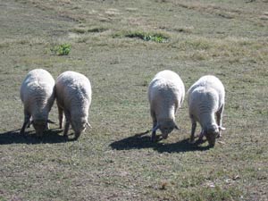 Ram lambs finding a little to graze.