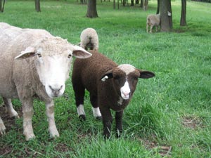 Ponder and her ewe lamb