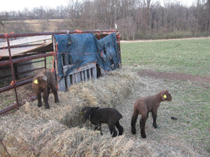 triplet lambs