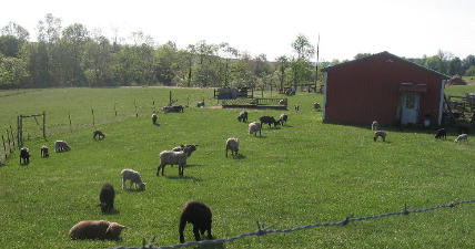 Scene of ewes with lambs