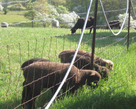 Lambs grazing through wire fence
