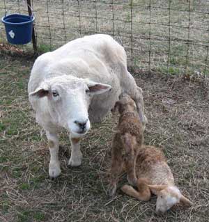 First and lambs