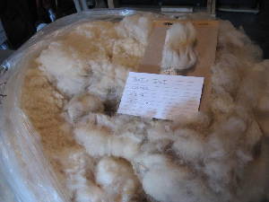 Belle's 2009 raw fleece