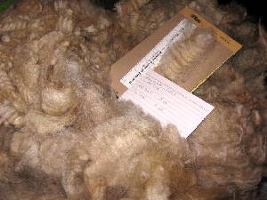 Glinda's 2009 raw fleece in bag