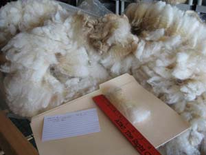 Kettie's 2010 raw fleece in bag