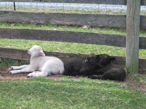 Snoozing lambs enjoying the mild April day.